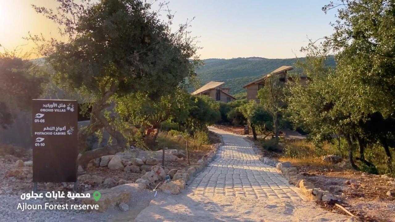 Ajloun Forest Reserve Джераш Екстериор снимка